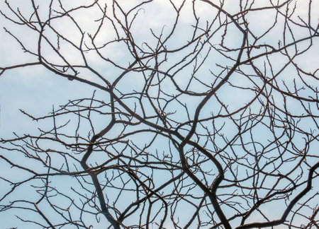 Branches with buds of staghorn sumac in early spring in the garden.の写真素材