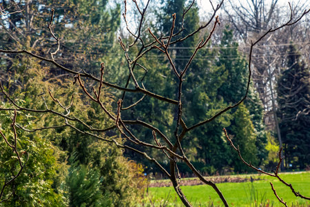 Branches with buds of staghorn sumac in early spring in the garden.の写真素材