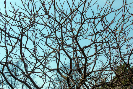 Branches with buds of staghorn sumac in early spring in the garden.の写真素材