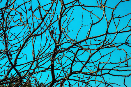 Branches with buds of staghorn sumac in early spring in the garden.の写真素材