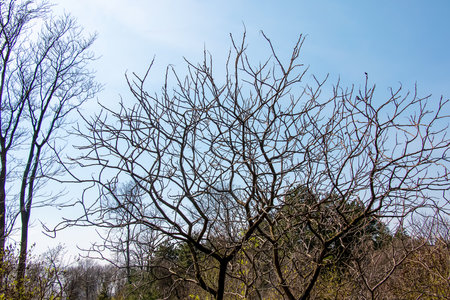 Branches with buds of staghorn sumac in early spring in the garden.の写真素材