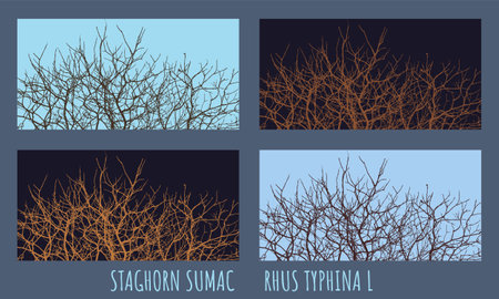 Illustration of branches of stalk sumac Rhus typhina L in early spring against the sky.のイラスト素材