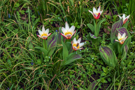 Close up shot of a group of rosy red with white margins on the outside, snow-white tulip on the inside forming a star in sunlight Tulipa clusiana.の写真素材