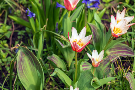 Close up shot of a group of rosy red with white margins on the outside, snow-white tulip on the inside forming a star in sunlight Tulipa clusiana.の写真素材