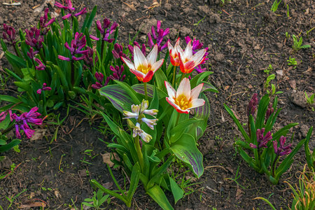 Close up shot of a group of rosy red with white margins on the outside, snow-white tulip on the inside forming a star in sunlight Tulipa clusiana.の写真素材