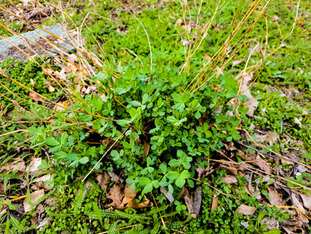 Clover leaves in early spring. Latin name Trifolium L. An important agricultural crop. honey plant.の写真素材
