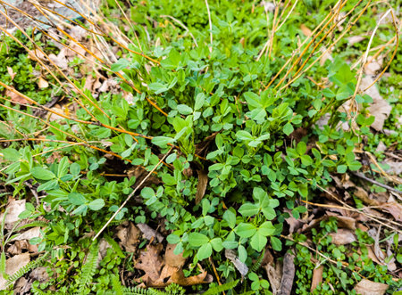 Clover leaves in early spring. Latin name Trifolium L. An important agricultural crop. honey plant.の写真素材