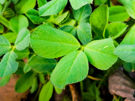 Clover leaves in early spring. Latin name Trifolium L. An important agricultural crop. honey plant.の写真素材