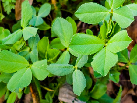 Clover leaves in early spring. Latin name Trifolium L. An important agricultural crop. honey plant.の写真素材