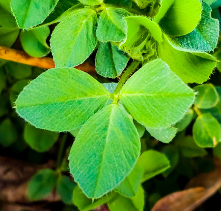 Clover leaves in early spring. Latin name Trifolium L. An important agricultural crop. honey plant.の写真素材