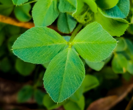 Clover leaves in early spring. Latin name Trifolium L. An important agricultural crop. honey plant.の写真素材