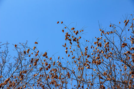 Tree called sapindus saponaria, popularly known as soap tree, with blue sky in the backgroundの写真素材