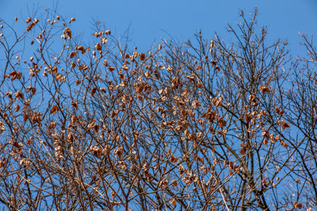 Tree called sapindus saponaria, popularly known as soap tree, with blue sky in the backgroundの写真素材