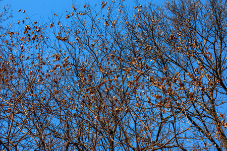 Tree called sapindus saponaria, popularly known as soap tree, with blue sky in the backgroundの写真素材