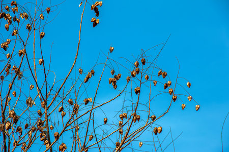 Tree called sapindus saponaria, popularly known as soap tree, with blue sky in the backgroundの写真素材
