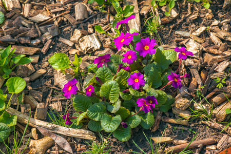 Primula juliae blooms in the spring garden. close-up.の写真素材