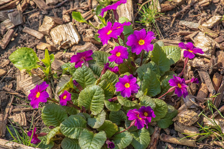 Primula juliae blooms in the spring garden. close-up.の写真素材