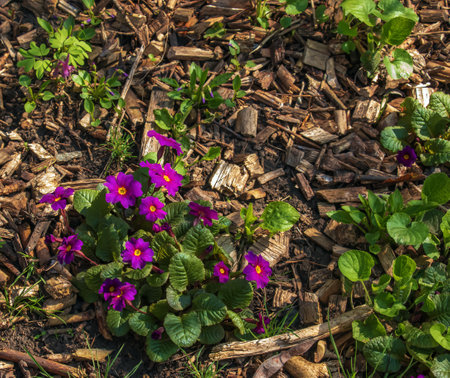 Primula juliae blooms in the spring garden. close-up.の写真素材