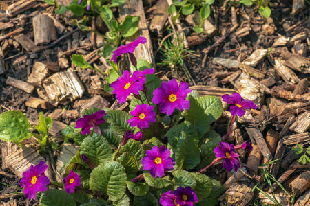 Primula juliae blooms in the spring garden. close-up.の写真素材