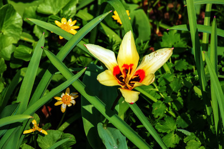 Yellow and red Kaufmanniana tulip Tulipa Giuseppe Verdi blooms in a garden in Aprilの写真素材