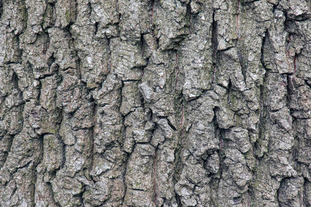 The bark of Acer tataricum L. Tatarian maple texture or backgroundの写真素材