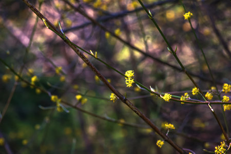 Branches with flowers of common dogwood Cornus mas L in early spring. Common dogwood, European dogwood or flowering dogwood. Early spring flowers in natural habitatの写真素材