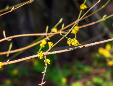 Branches with flowers of common dogwood Cornus mas L in early spring. Common dogwood, European dogwood or flowering dogwood. Early spring flowers in natural habitatの写真素材