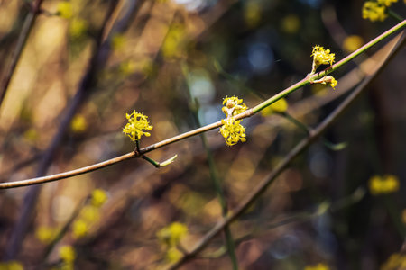 Branches with flowers of common dogwood Cornus mas L in early spring. Common dogwood, European dogwood or flowering dogwood. Early spring flowers in natural habitatの写真素材