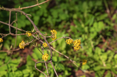 Branches with flowers of common dogwood Cornus mas L in early spring. Common dogwood, European dogwood or flowering dogwood. Early spring flowers in natural habitatの写真素材