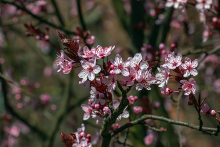 Prunus Cerasifera Pissardii Tree blossom with pink flowers. Spring twig of Cherry, Prunus cerasus on blurred natural garden background. selective focus. Fresh wallpaper, nature background conceptの写真素材