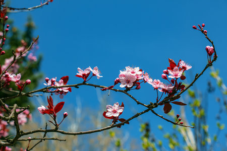 Prunus Cerasifera Pissardii Tree blossom with pink flowers. Spring twig of Cherry, Prunus cerasus on blurred natural garden background. selective focus. Fresh wallpaper, nature background conceptの写真素材