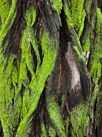 Close-up of acacia tree bark texture with green moss. natural wooden background. Latin name Acacia Mill.の写真素材