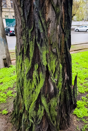 Close-up of acacia tree bark texture with green moss. natural wooden background. Latin name Acacia Mill.の写真素材