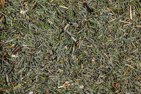 Illustration of background of dry grass horsetail. Equiseti arvensis herba is widely used in folk medicine.の写真素材