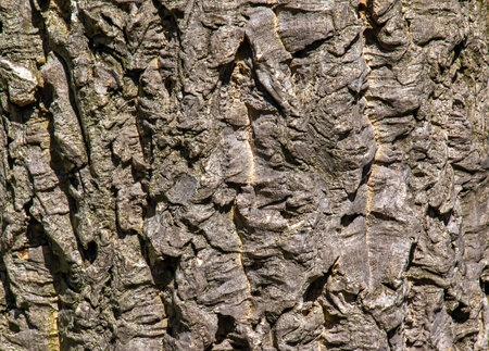 Close-up, detail of the bark of a cork tree.の写真素材