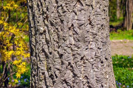 Close-up, detail of the bark of a cork tree.の写真素材