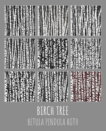 Birchgrove illustration set. Betula pendula Roth is the Latin name for birch. Birch trees background for you design.の写真素材
