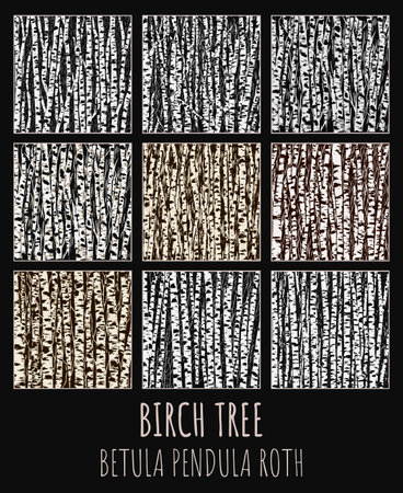 Birchgrove illustration set. Betula pendula Roth is the Latin name for birch. Birch trees background for you design.のイラスト素材
