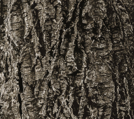 Illustration of a close-up of cork tree bark. Cork tree or Phellodendron sachalinense in Latinの写真素材