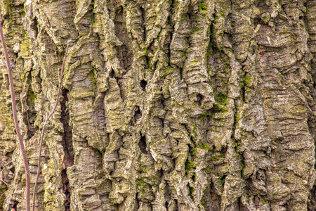 Close-up of cork tree bark. Cork tree or Phellodendron sachalinense in Latinの写真素材