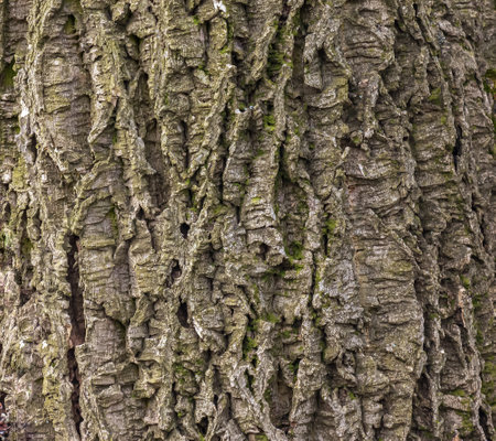 Close-up of cork tree bark. Cork tree or Phellodendron sachalinense in Latinの写真素材