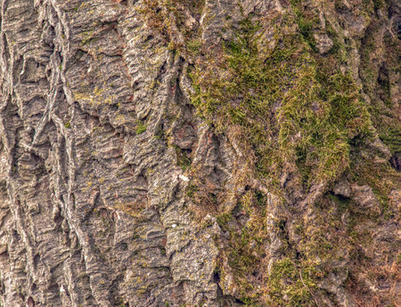 Close-up of cork tree bark. Cork tree or Phellodendron sachalinense in Latinの写真素材