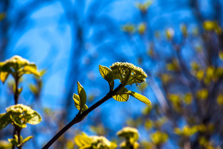 Viburnum lantana flower buds in early spring. Last year's fruits on the branches. Life conquer death.の写真素材