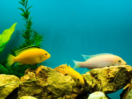 Multi-colored bright fish swim in the aquarium. Aquarium with small pets.の写真素材
