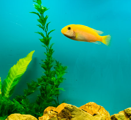 Multi-colored bright fish swim in the aquarium. Aquarium with small pets.の写真素材