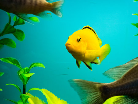 Multi-colored bright fish swim in the aquarium. Aquarium with small pets.の写真素材