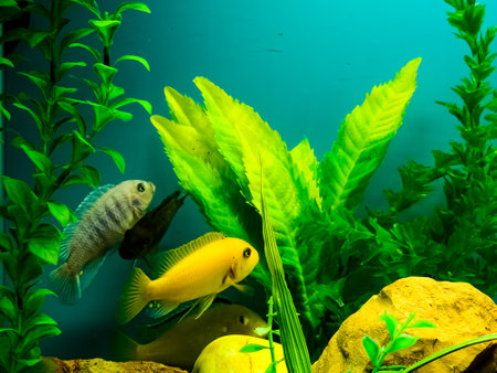 Multi-colored bright fish swim in the aquarium. Aquarium with small pets.の写真素材