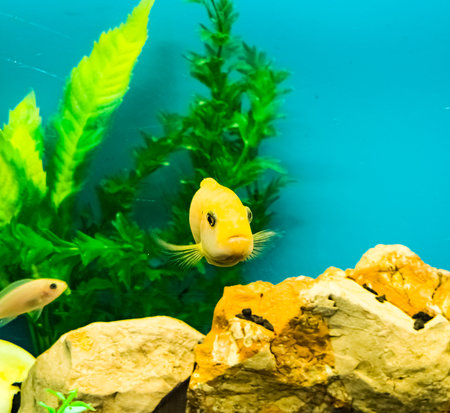 Multi-colored bright fish swim in the aquarium. Aquarium with small pets.の写真素材