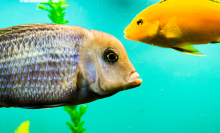 Multi-colored bright fish swim in the aquarium. Aquarium with small pets.の写真素材