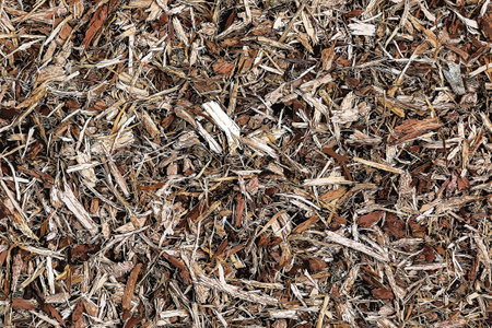 Illustration of Background made of dried brown oak bark for medical use. Oak bark backdrop. Quercus cortex - herb.の写真素材